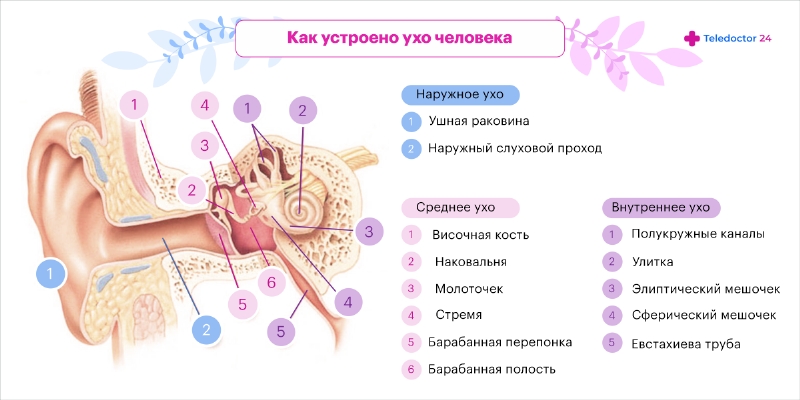 Тиннитус, звон в ушах - симптомы, причины, лечение - Евромед